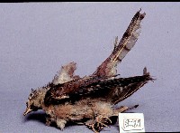 布穀鳥藏品圖，第2張